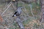 Zeldzame Siberische notenkraker gespot in Pelt