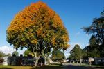 Herfstkleuren