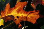 Herfstkleuren