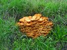 Toch nog paddenstoelen te vinden!