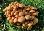Toch nog paddenstoelen te vinden!