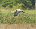 Kraanvogels mooi in beeld