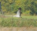 Kraanvogels mooi in beeld