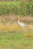 Kraanvogels mooi in beeld