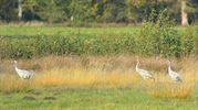 Kraanvogels mooi in beeld