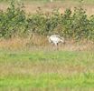 Kraanvogels mooi in beeld