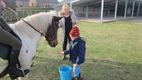Paarden en pony op bezoek in het Mozaïek