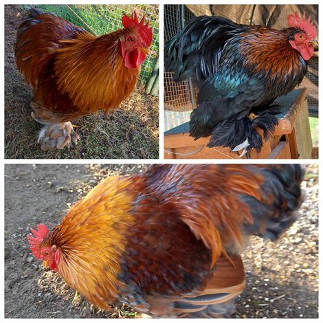 Mooie cochin haantjes