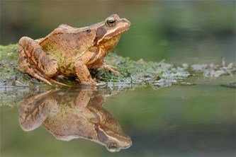 Amfibieën: van kikkerpoel tot paddenover