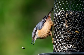 Het Grote Vogelweekend...