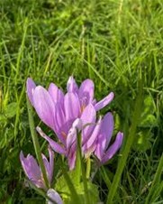 Geleide wandeling in de Vloeiweiden