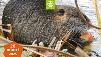 De bever en zijn invloed op onze natuur