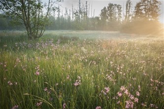 Zwarte Beek en de kracht van Natura 2000