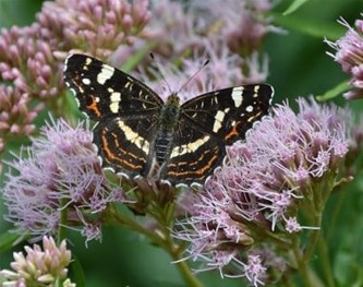 Geleide wandeling in de Vloeiweiden