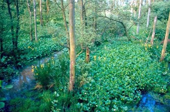 Natuurreis door de Zwartebeekvallei