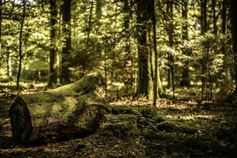 Het bos beleven