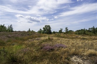 Heilzame heidewandeling in het Hageven