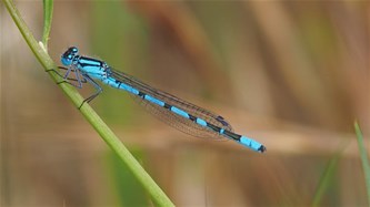 Slow walker wandeling -