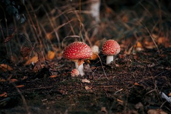 Natuurspeurdertjes...