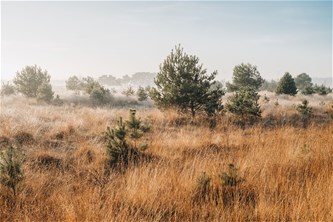 Herfst-IN-wandeling De Groote Heide