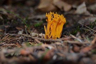 Slow walker wandeling -