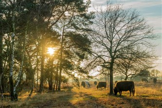 In het spoor van de Galloways