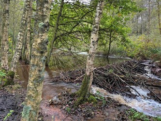 Lentewandeling in ’t Plat