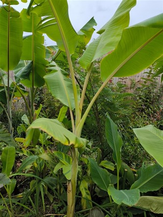 Plantenverkoop 1 emi