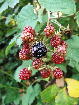 Les “Bessen en klein fruit”