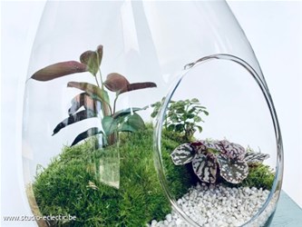 Workshop Terrarium