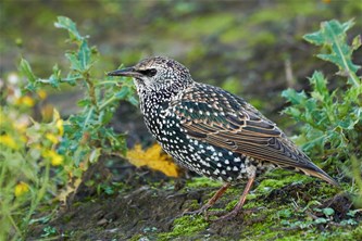 Begeleide wandeling Vloeiweiden