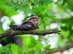 Avondwandeling : op zoek naar de Nachtzw