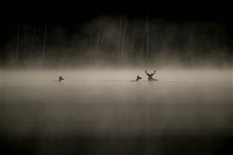 Zebracinema: Le Chant des Forêts