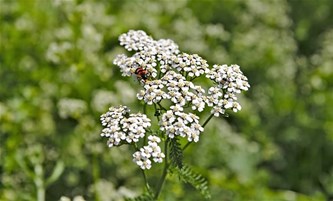 Bruikbare kruiden in de natuur