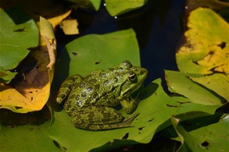 Natuurspeurdertjes...