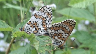 Vlinderwandeling