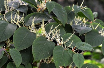 Exotische planten en bomen, invasief?