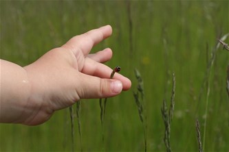 Natuurspeurdertjes...