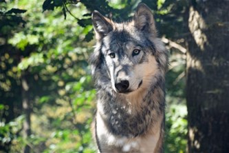 In het spoor van de wolf