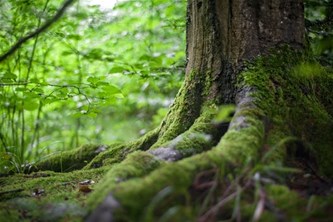 Bomen en hun geheimen