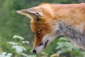 Cursus zoogdieren