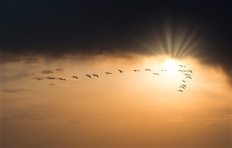 Cursus vogeltrek / trektellen
