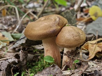Cursus paddenstoelen voor beginners