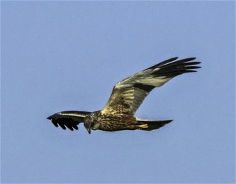 Vogeltrek in het Hageven