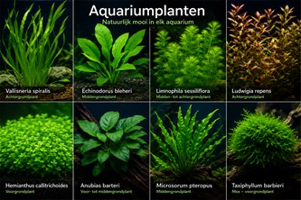De wereld van Aquariumplanten en hun ver