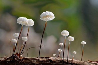 Slow walker wandeling -