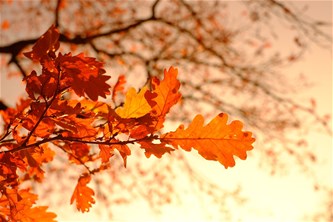 Herfstwandeling...
