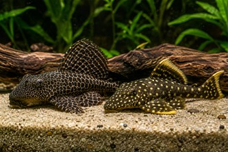 Algeneters in het aquarium
