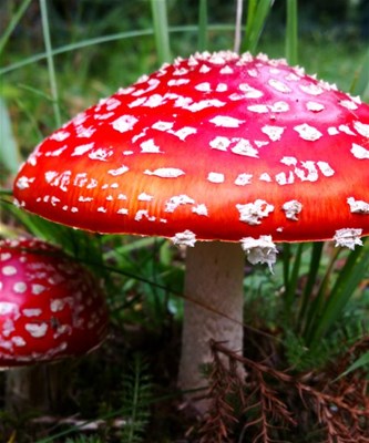 Geleide wandeling Vloeiweiden