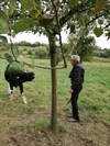 Wandelen naar het Hageven